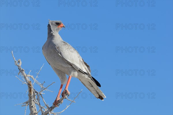 Pale chanting goshawk