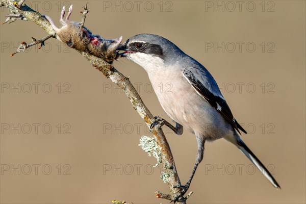 Southern grey shrike