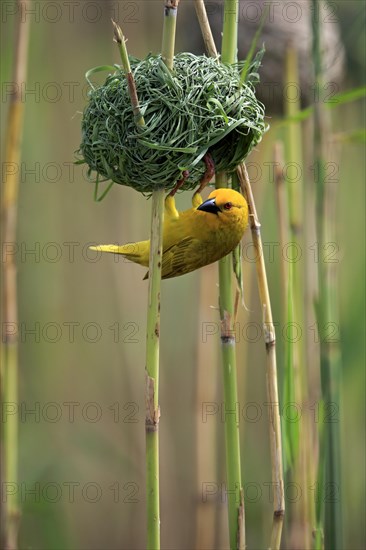 Eastern Golden Weaver