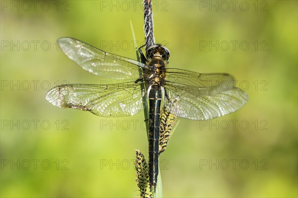 Alpine emerald