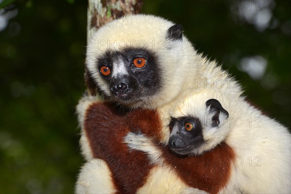 Coquerel's sifaka