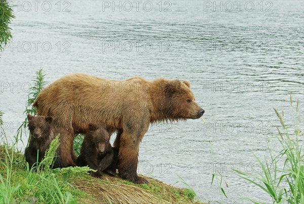 Brown bear