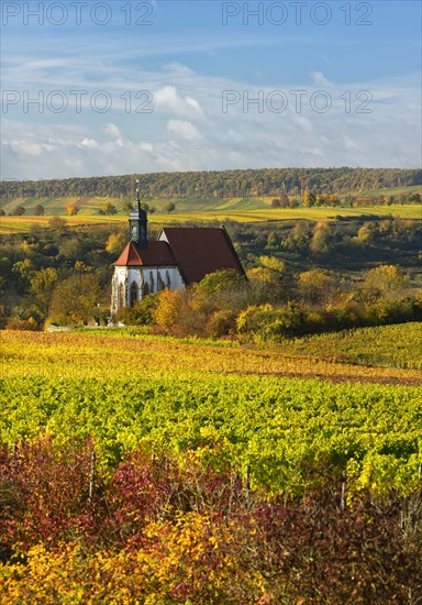 Vineyards in autumn