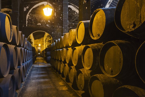 Stacked oak barrels in the wine cellar