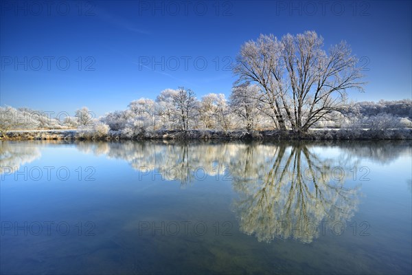 Trees with hoar frost