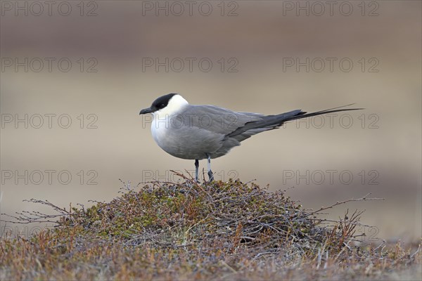 Long-tailed skua or long-tailed jaeger