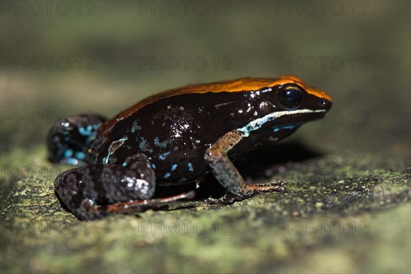 Madagascar Green Frog