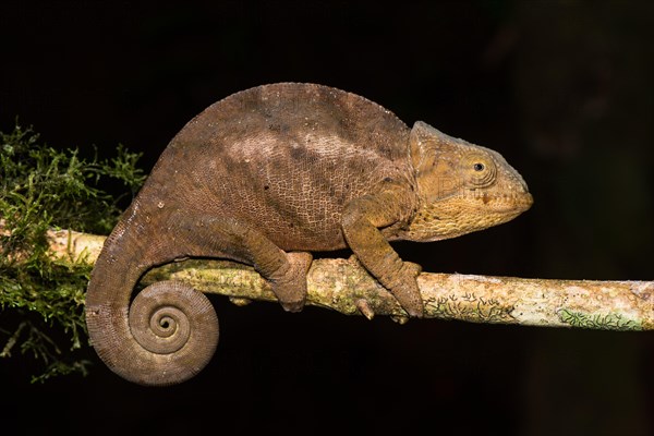 Female chameleon