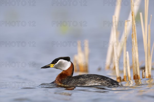 Red necked grebe