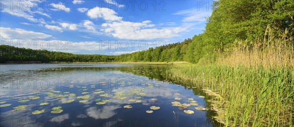 Small forest lake with water lilies