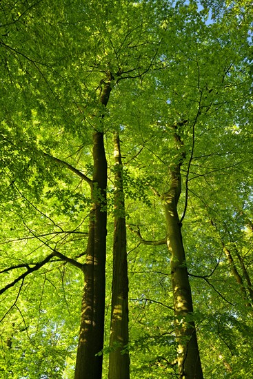 Untouched beech forest