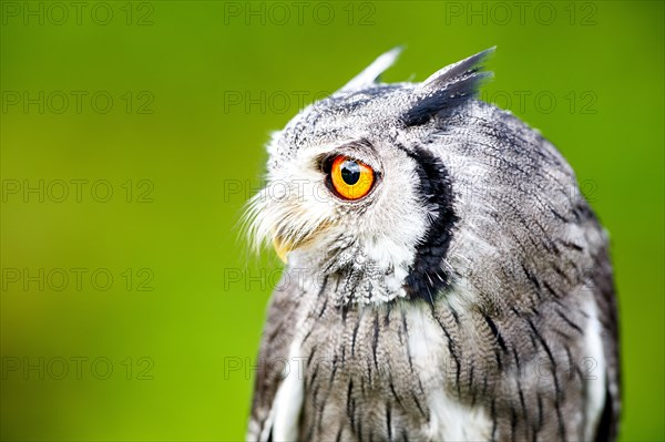 Southern white-faced owl