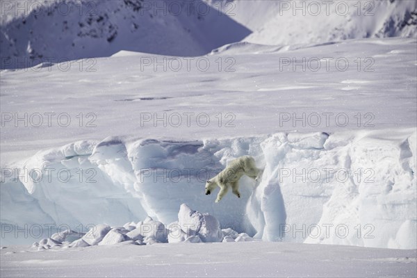 Adult female Polar bear