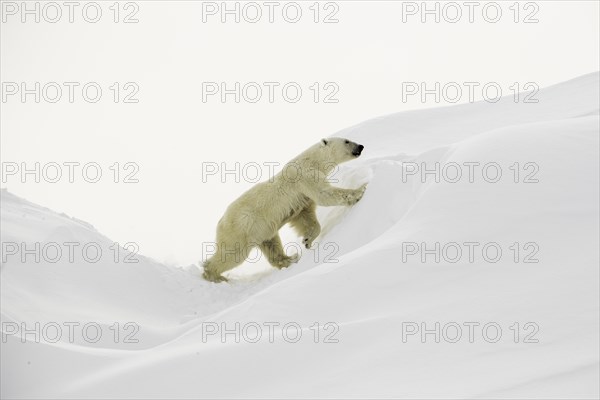 Polar bear