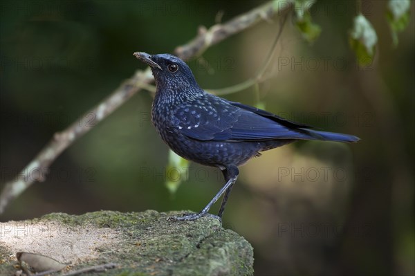 Blue whistling thrush