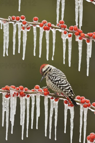 Ladder-backed woodpecker