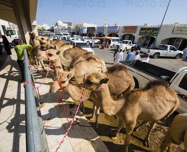 Arabian camels