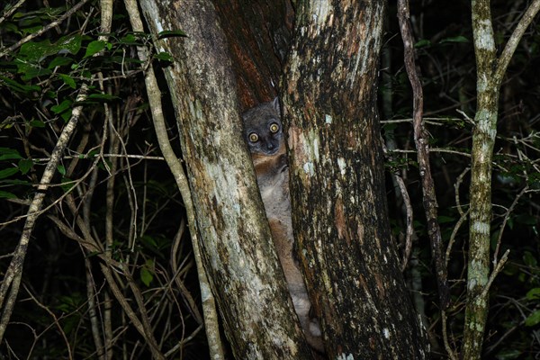 Hubbard's sportive lemur