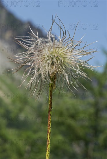 Infructescence