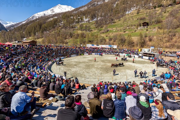 Swiss cow fighting