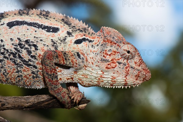 Malagasy giant chameleon