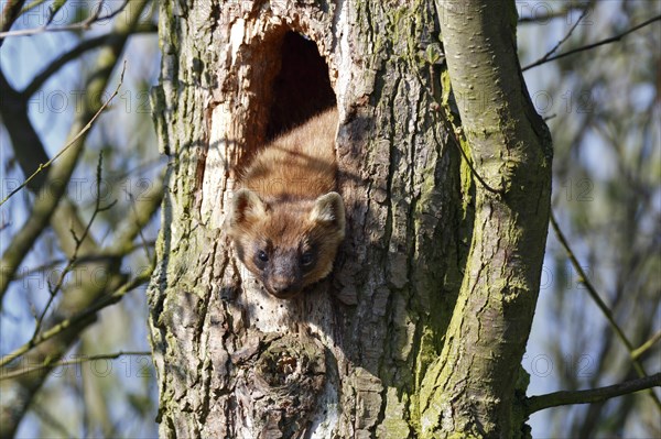 European pine marten