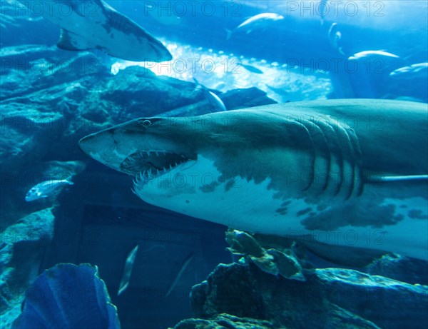 Shark in the Dubai Aquarium and Underwater Zoo