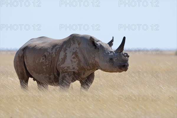 Black rhinoceros