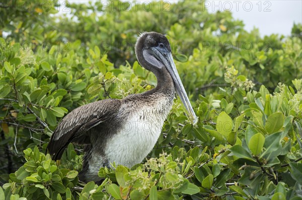 Galapagos Brown Pelican