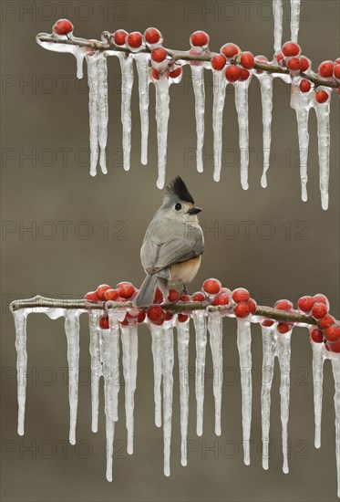 Tufted titmouse