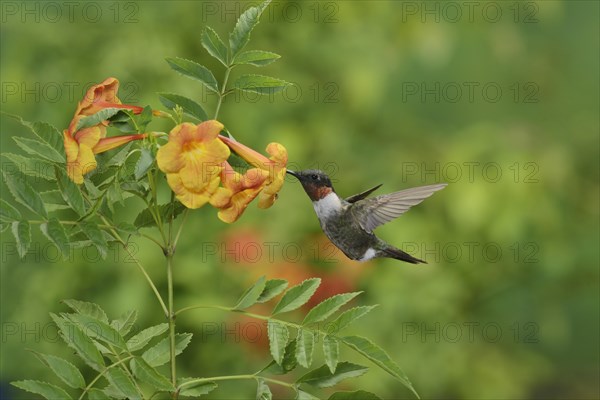 Ruby-throated Hummingbird