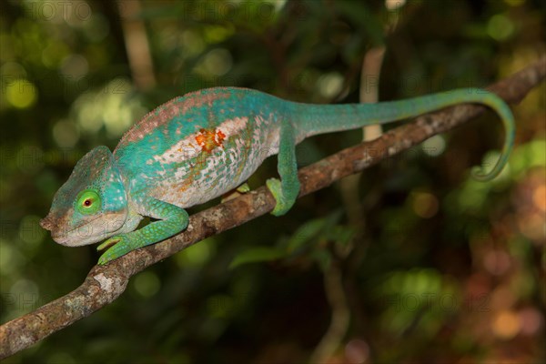 Parson's chameleon