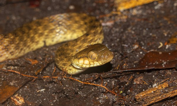 Madagascar night snake