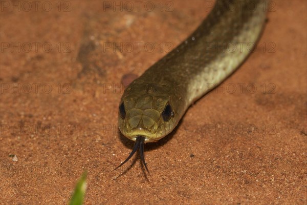 Blonde hognose