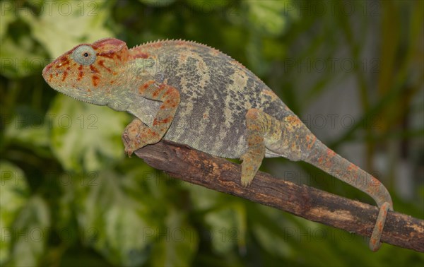 Malagasy giant chameleon or Oustalets's chameleon