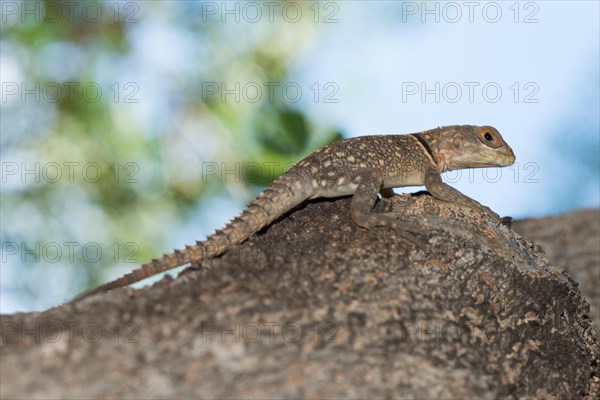 Madagascar Iguana