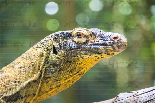 Monitor Lizard