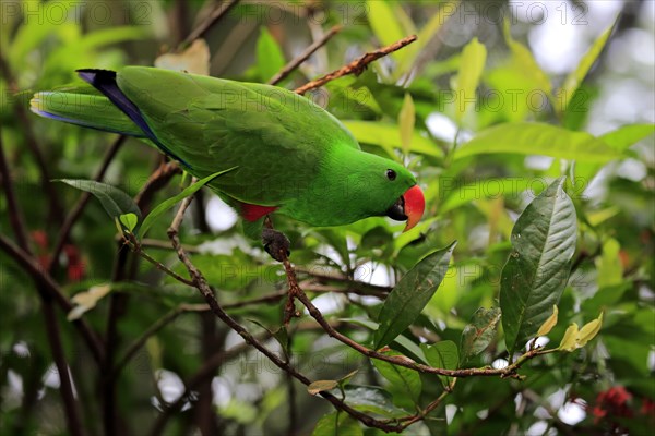 Eclectus Parrot