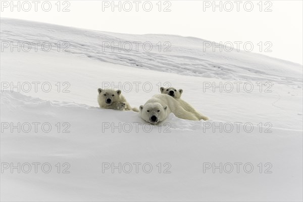 Polar bears