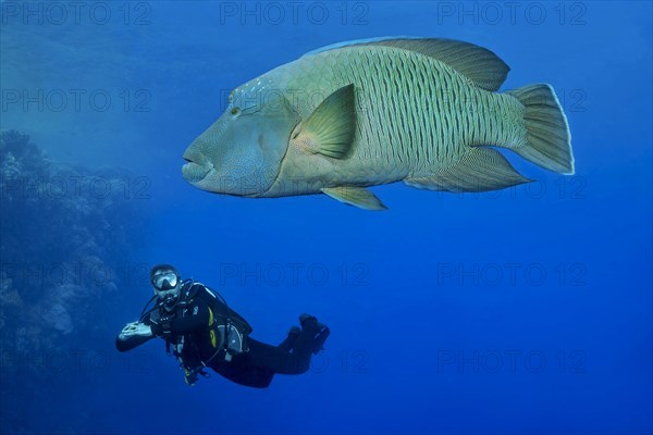 Napoleon fish with diver