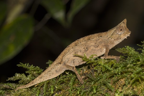 Brown leaf chameleon