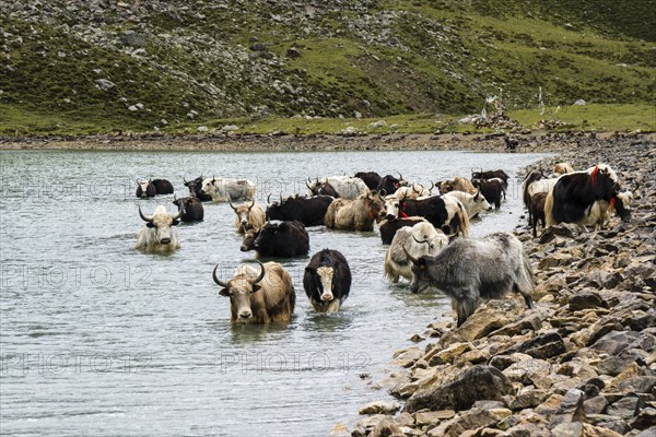 Herd of yaks