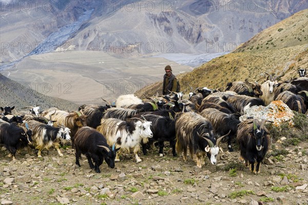 Herd of goats in search of food in barren landscape