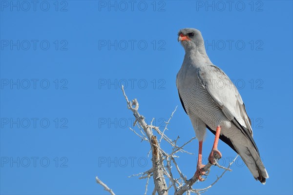 Pale chanting goshawk