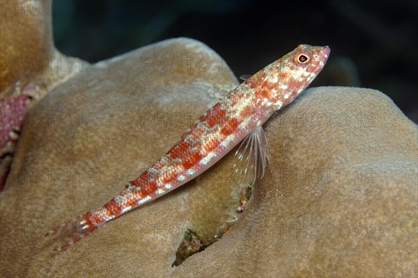 Variegated lizardfish