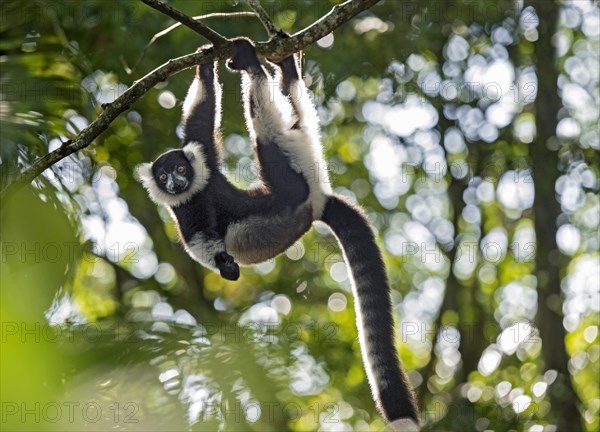 Black-and-white ruffed lemur