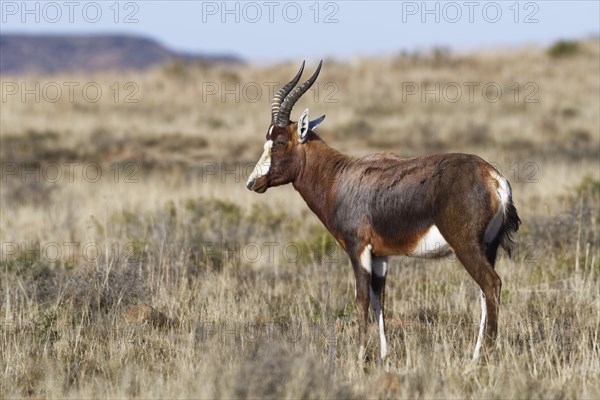 Blesbok