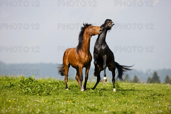 Morgan Stallion and Warmblood Stallion playing