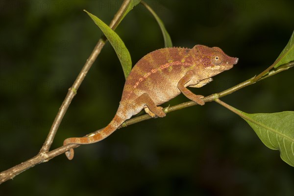 Rhinoceros chameleon