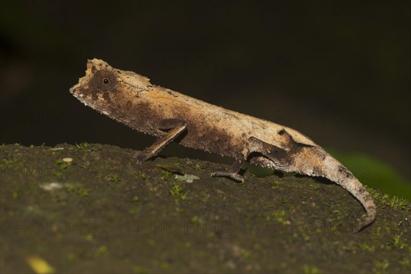 Plated leaf chameleon